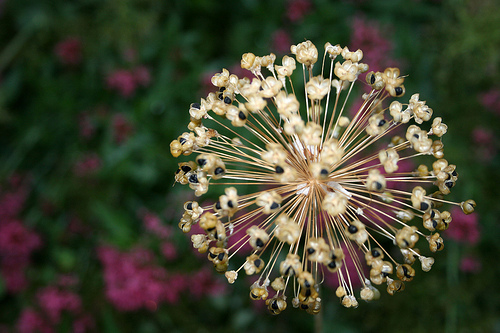 Firework Flower