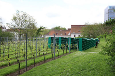 Bookyard in St. Peter's Abbey Vineyard