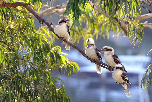 Kookaburras in a tree