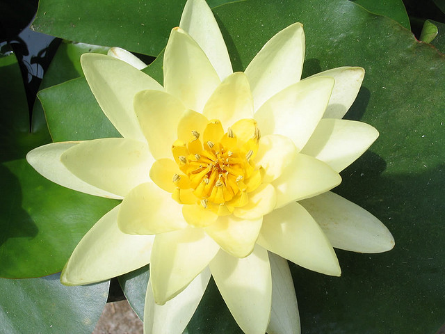 White Lotus Bloom