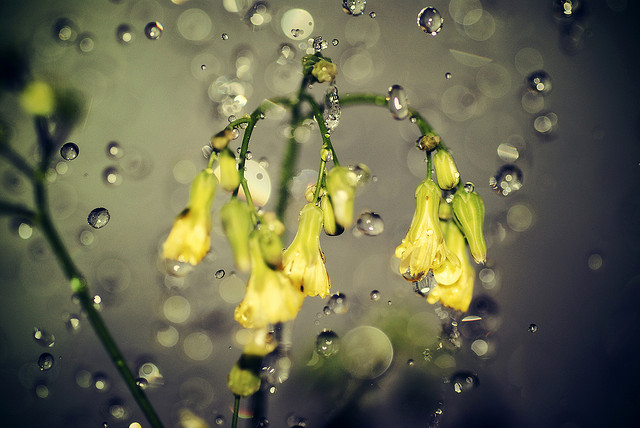 Daffodils and Raindrops