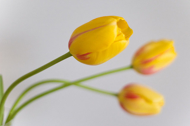 Yellow Tulips