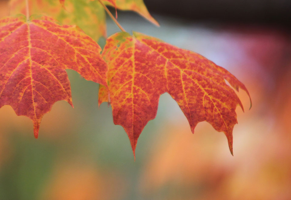 Red and orange autumn leaves.