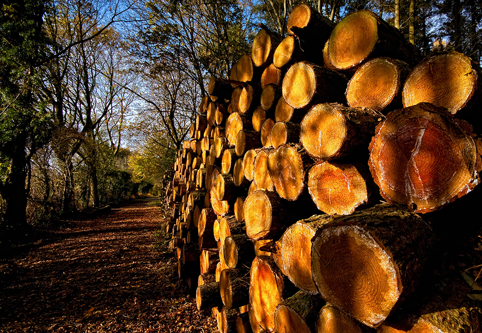 Gillie Rhodes, “Log pile,” November 7, 2009