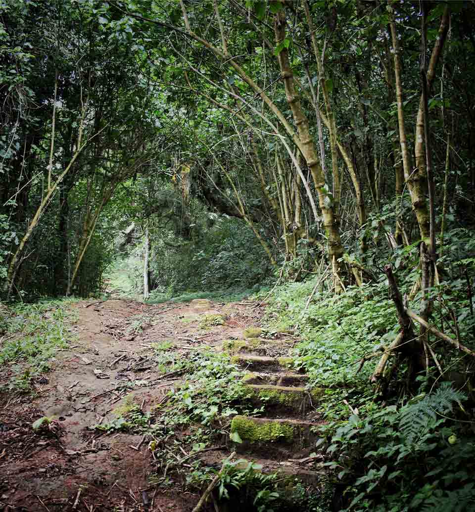 A photograph of a rock strewn path leading into a grove of trees