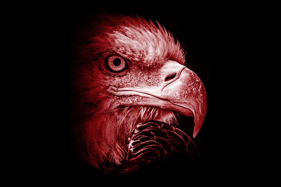 A photograph of an eagle's head, soaked in red tones