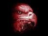 A photograph of an eagle's head, soaked in red tones