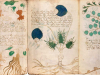 A photograph of illustrated pages from the Voynich manuscript