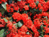 A photograph of red flowers against fat green leaves