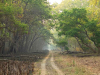 A photograph of a path carved through a grove of trees