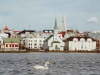 A goose floats in a bay with a town crowding the bank in the background