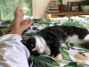 A photograph taken POV style as a pair of legs stretches out on a bed, nuzzled by a cat who is looking at the photographer