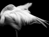 A black and white photo of a flamingo, dramatically lit from above