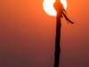 Mike Prince, “Black Drongo at Sunrise,” October 7, 2015