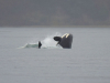 Orca diving out of the water