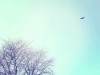 A photograph of a bird circling high in a blue sky. A tree pokes up in the bottom left of the frame.