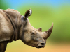 A digitally altered photograph of a rhinocerous emerging from the left side of the frame against a blurred background