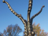 A photograph of an usual hat stand, the hanging pegs resembling octopus arms