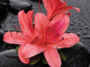 A red flower on a damp black stone