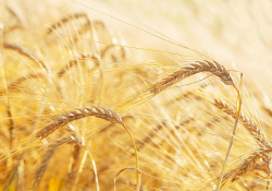 A photograph of ripe grain the field