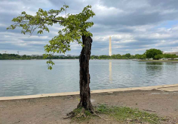 A photograph of a tree, freshly pruned, on the National Mall in Washington, D. C. 