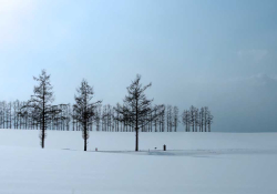 A snowy landscape disrupted by three trees