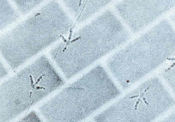 A photograph of bird tracks etched into a thin gauze of snow on brick