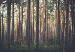 A grove of narrow, straight trees